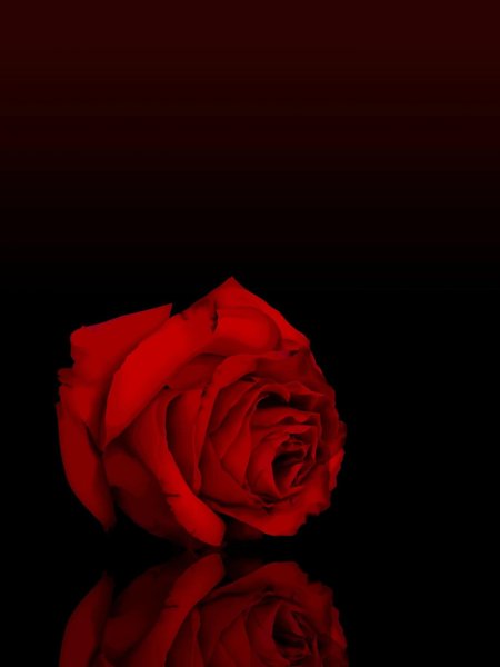 Красная роза на черном фоне