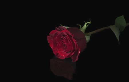 Красная роза на черном фоне