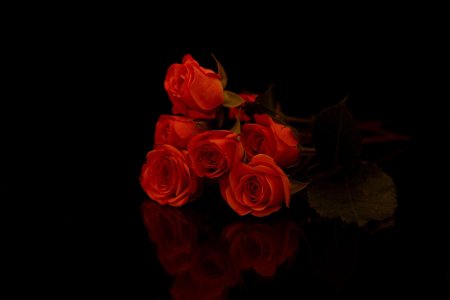 Роза на черном фоне