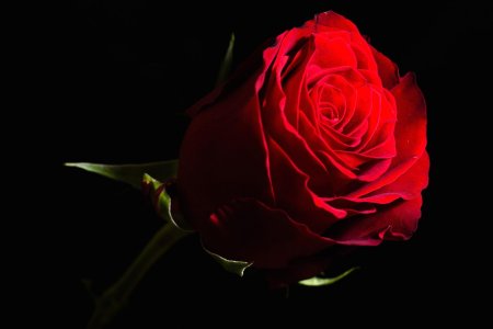 Красные розы