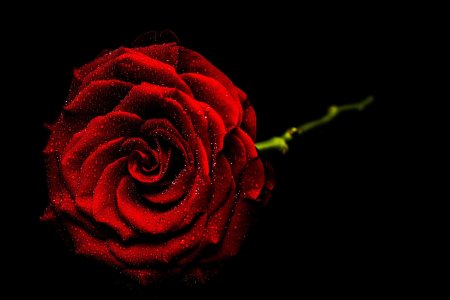 Красные розы