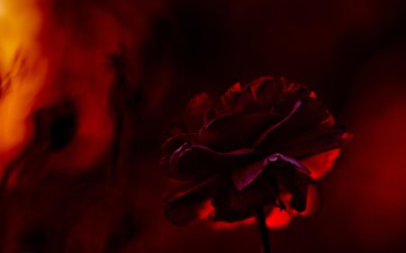 Цветы на темном фоне