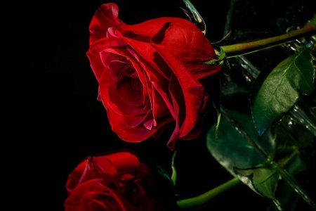 Красные розы