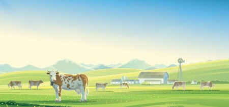 Коровы на ферме