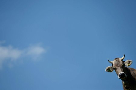 Корова Минимализм