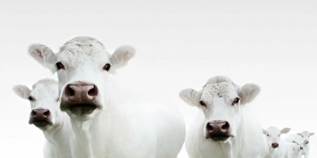 Красивая корова