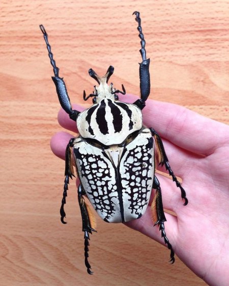 Королевский Жук Голиаф