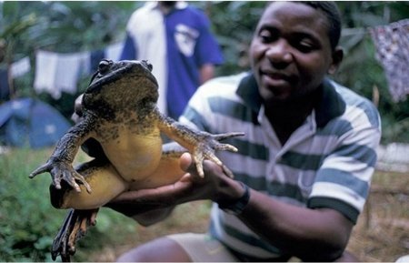 Африканская лягушка Голиаф