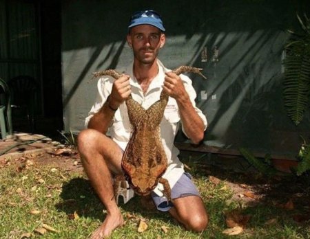 Африканская лягушка Голиаф