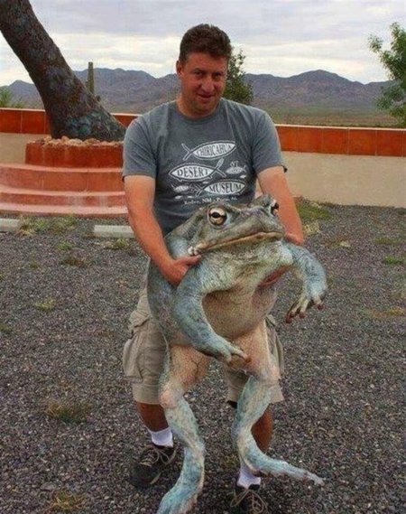 Гигантская лягушка Голиаф