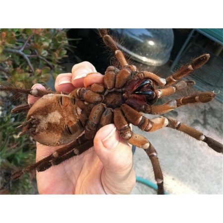 Тарантул птицеед Голиаф