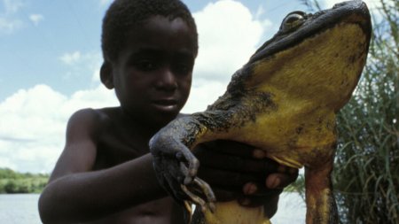 Лягушка-Голиаф Камерун