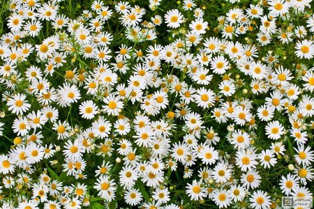 Ромашковое поле сверху