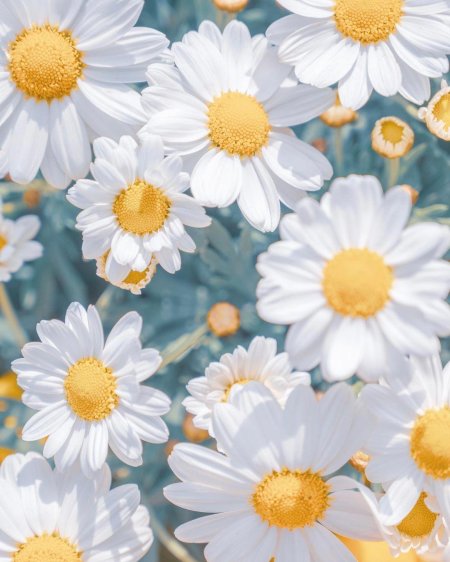 Фон с ромашками