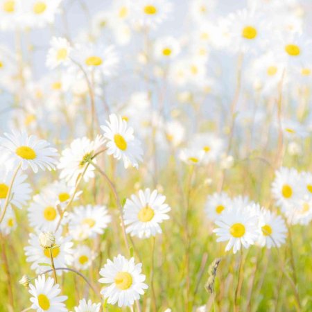 Фон ромашковое поле