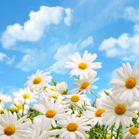 Ромашки и небо