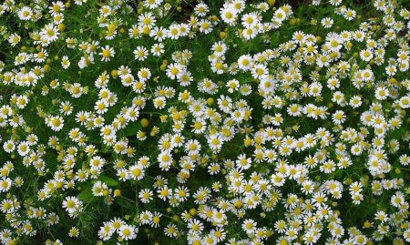 Ромашка Полевая мелколистная