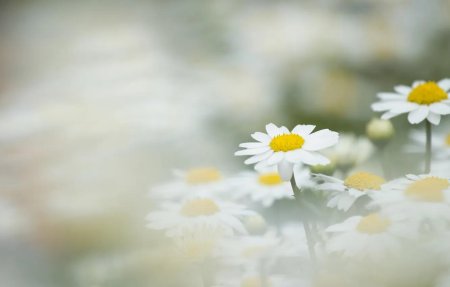 Ромашки фон для презентации