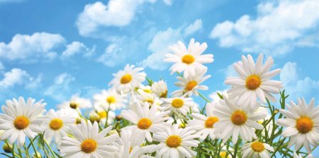 Красивый фон с ромашками
