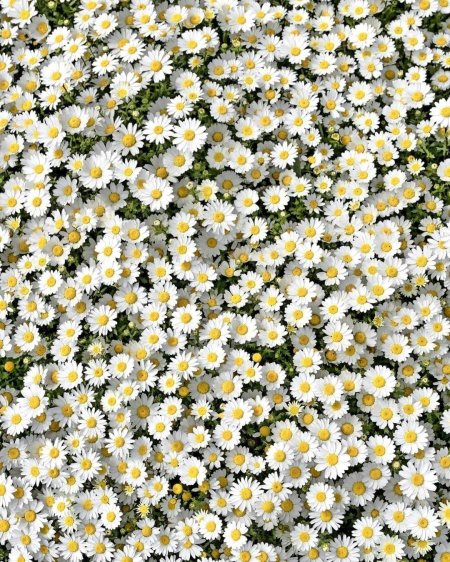 Цветочные фоны