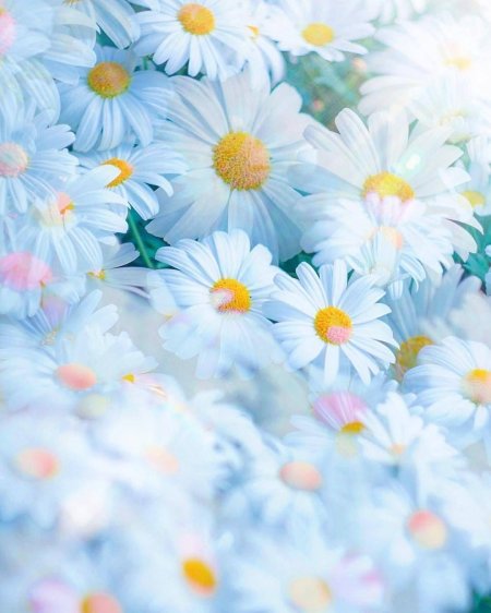 Голубой фон с ромашками