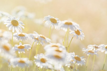 Ромашковое поле фон