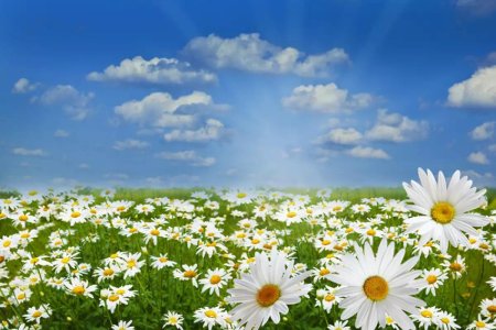 Ромашковое поле