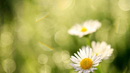 С ромашками