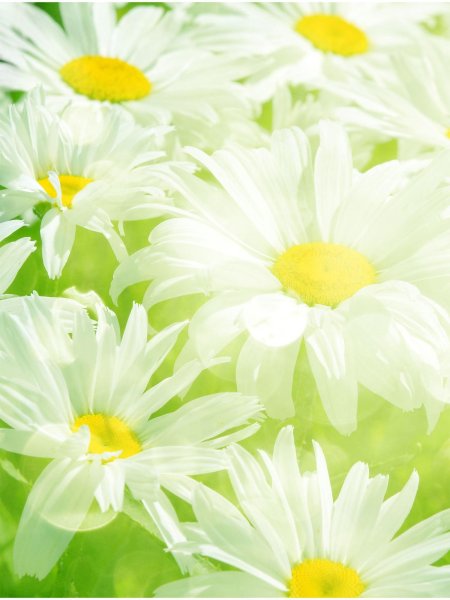 Ромашки на воде