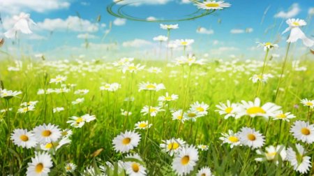 Картина Ромашковое поле Комарова Николая