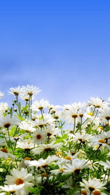 Ромашки и небо