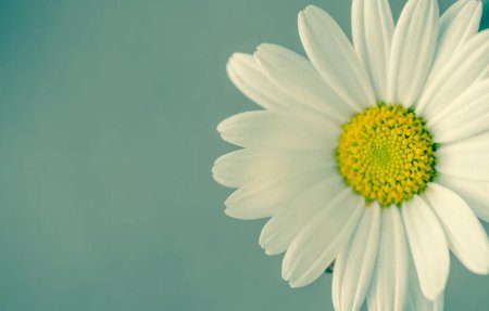 Ромашка цветки