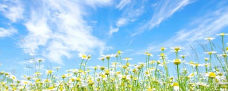 Ромашки на фоне голубого неба