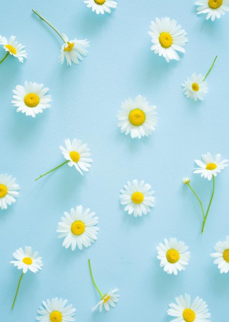 Ромашки обои