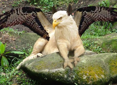 Грифон птица