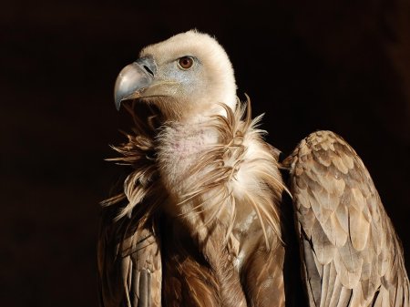 Грифон Стервятник Рубелла