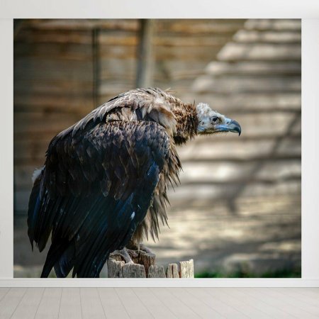 Птица стервятник