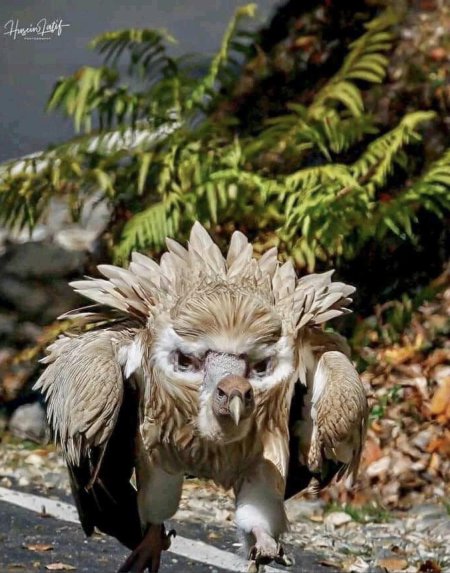 Himalayan griffon vulture