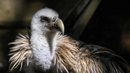 Грифон птица падальщик