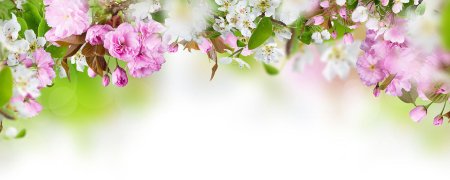 Яблони в цвету панорама