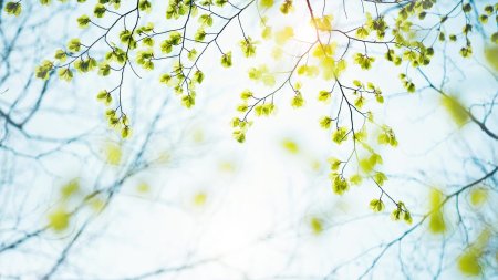 Весенняя ветка