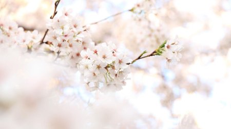 Цветущие ветки