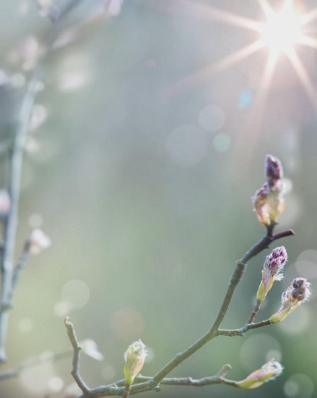 Фон для презентации весенний нежный