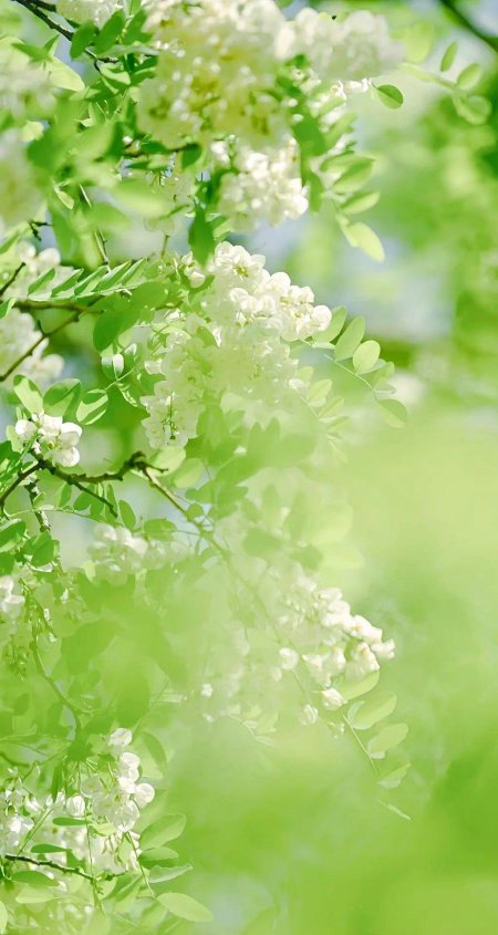 Акация белая