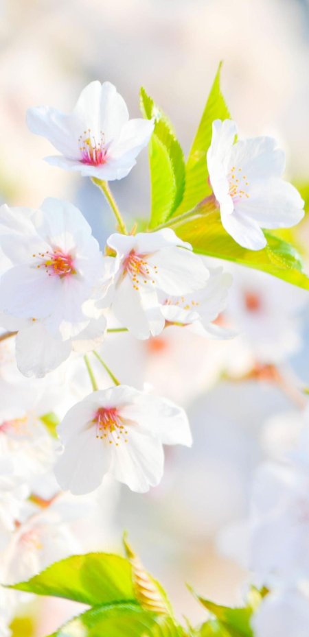 Белый цветочек