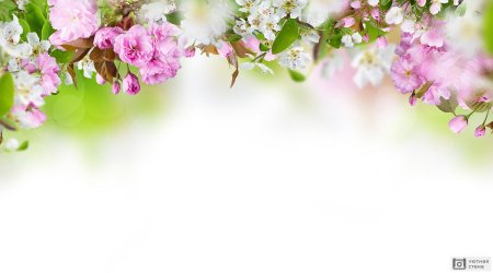 Рамка Яблоневый цвет