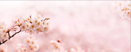 Узкие цветочные фоны