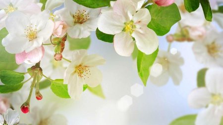 Цветущая яблоня