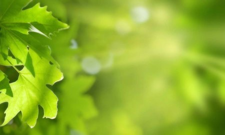 Фон с листьями