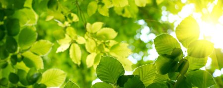 Зеленые листья